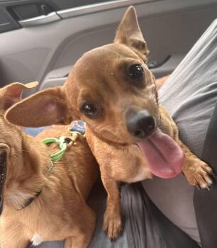 Chihuahua Dogs Available for Adoption in San Antonio, Texas - Nova  | PetCurious