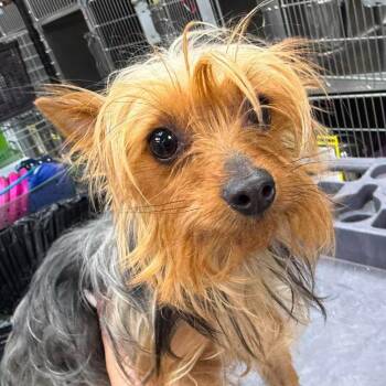 Mixed Breed Dogs Available for Adoption in Fredericksburg, Virginia - Chloe | PetCurious