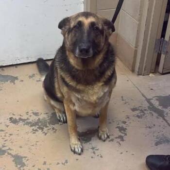 Metal -  Mixed Breed Dog for Adoption in Gadsden, Alabama - Metal | PetCurious