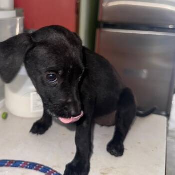 Harper -  Mixed Breed Dog for Adoption in Volcano, Hawaii - Harper | PetCurious