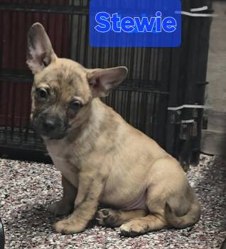 Stewie -  French Bulldog Dog for Adoption in Wheelersburg, Ohio - Stewie | PetCurious