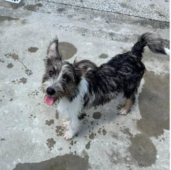 Sissy -  Terrier and Mixed Breed Dog for Adoption in Hamden, Connecticut - Sissy | PetCurious