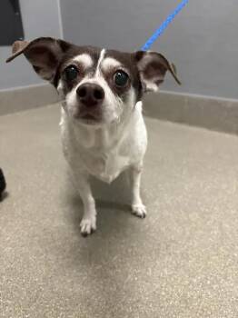TILLY -  Chihuahua and Mixed Breed Dog for Adoption in Las Vegas, Nevada - TILLY | PetCurious