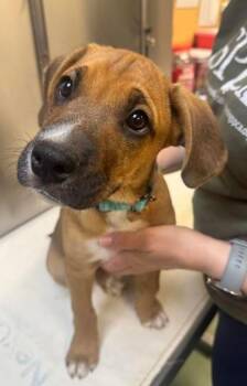 Arthur -  Boxer and Border Collie Dog for Adoption in Williamsport, Pennsylvania - Arthur | PetCurious