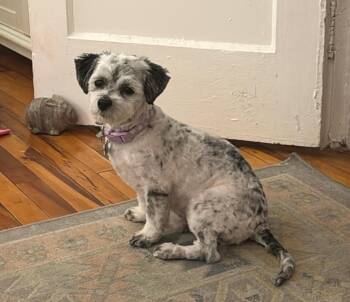 Havanese Dogs Available for Adoption in Atlanta, Georgia - Martha | PetCurious