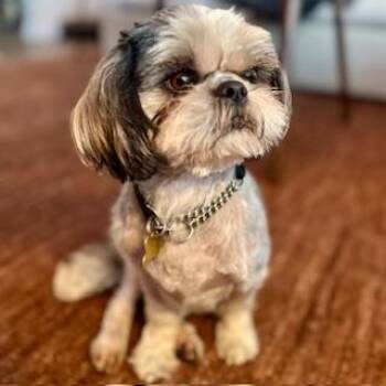 Rescue Shih Tzu Dogs for Adoption in Santa Monica, California - DOLBY | PetCurious