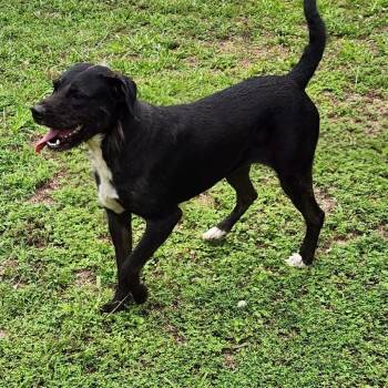 Nibblet -  Wirehaired Pointing Griffon and Mixed Breed Dog for Adoption in Hackett, Arkansas - Nibblet | PetCurious
