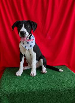 Colt (Ohio) -  Pointer and Hound Dog for Adoption in VERNON ROCKVL, Connecticut - Colt (Ohio) | PetCurious