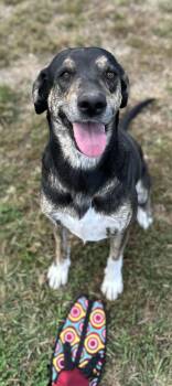Yona...also available to foster -  Shepherd Dog for Adoption in Byrdstown, Tennessee - Yona...also Available To Foster | PetCurious