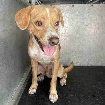 Elderberry -  Shepherd Dog for Adoption in Edinburg, Texas - Elderberry | PetCurious