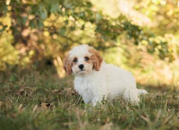 Rescue Cavalier King Charles Spaniel and Mixed Breed Dogs for Adoption in Gradyville, Kentucky - Sheryl | PetCurious