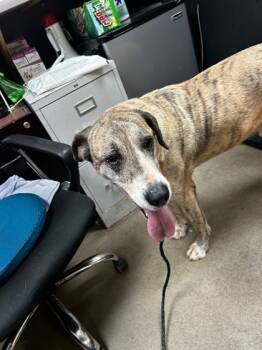 Rescue Mixed Breed Dogs for Adoption in Spartanburg, South Carolina - Kenny | PetCurious