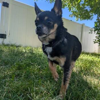 Trixie -  Chihuahua Dog for Adoption in Logan, Utah - Trixie | PetCurious