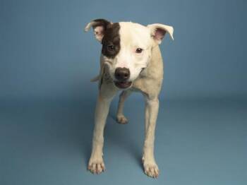 NOAH -  Pit Bull Terrier Dog for Adoption in Phoenix, Arizona - NOAH | PetCurious