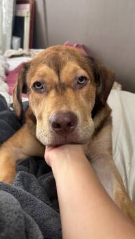 Bear -  Labrador Retriever and Shar Pei Dog for Adoption in Houston, Texas - Bear | PetCurious