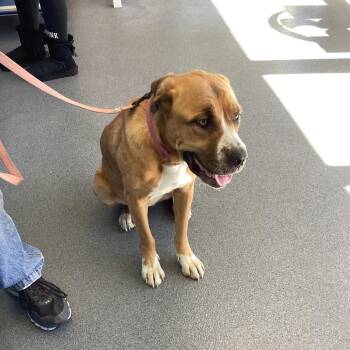 Mamaduke -  Boxer Dog for Adoption in Montgomery, Alabama - Mamaduke | PetCurious