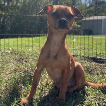Gunner -  Chihuahua Dog for Adoption in Newport, North Carolina - Gunner | PetCurious