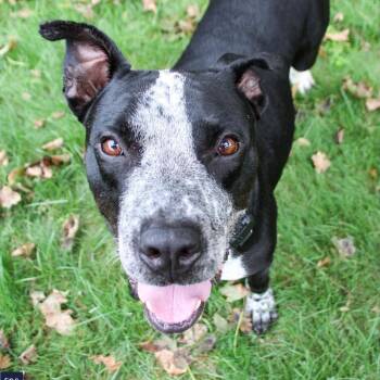 Dunkin -  Black Labrador Retriever and German Shorthaired Pointer Dog for Adoption in Columbia, Maryland - Dunkin | PetCurious