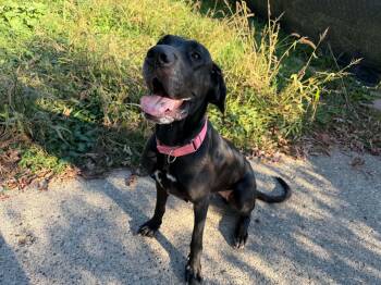 Diggy -  Great Dane Dog for Adoption in Eastpointe, Michigan - Diggy | PetCurious