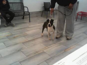 American Staffordshire Terrier Dogs Available for Adoption - BOOGIE | PetCurious