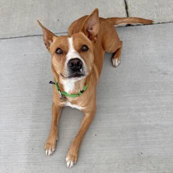 Lalo -  Mixed Breed Dog for Adoption in Hailey, Idaho - Lalo | PetCurious