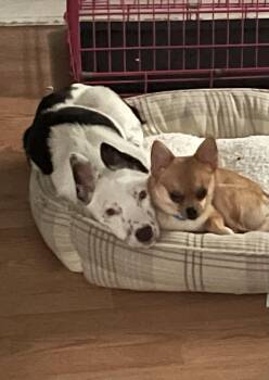 Rescue Australian Cattle Dog Blue Heeler Dogs for Adoption in Brentwood, Tennessee - Togo | PetCurious