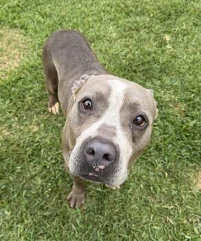 Pit Bull Terrier Dogs Available for Adoption in Plaquemine, Louisiana - Eeyore | PetCurious