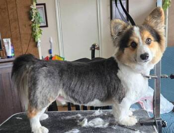 Bodie -  Cardigan Welsh Corgi and Pembroke Welsh Corgi Dog for Adoption in Hermiston, Oregon - Bodie | PetCurious