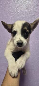 61524207 -  Siberian Husky and Mixed Breed Dog for Adoption in El Paso, Texas - 61524207 | PetCurious