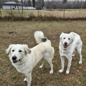 Rescue Great Pyrenees Dogs for Adoption in Oconto, Wisconsin - Angel | PetCurious