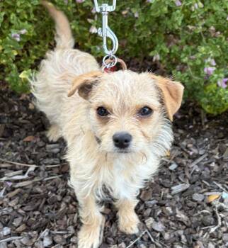 Yorkshire Terrier Dogs Available for Adoption in Palo Alto, California - Curtsey | PetCurious