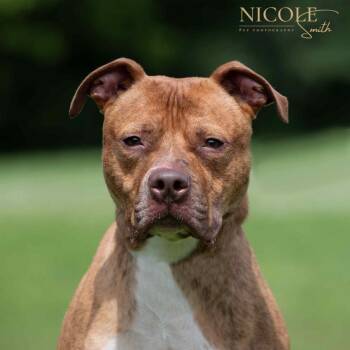 Stylz -  Pit Bull Terrier Dog for Adoption in Henderson, Kentucky - Stylz | PetCurious