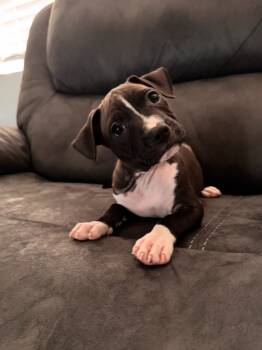 Rescue Pit Bull Terrier and American Bulldog Dogs for Adoption in Phoenix, Arizona - Garrett | PetCurious