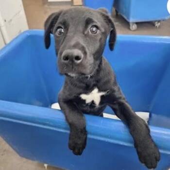 Black Labrador Retriever Dogs Available for Adoption in Parker, Colorado - 470 (2026) Mikasa | PetCurious