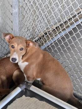 A432663 -  Labrador Retriever and Mixed Breed Dog for Adoption in Conroe, Texas - A432663 | PetCurious