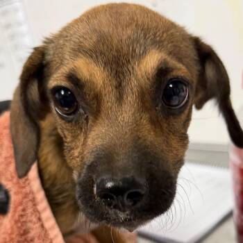Susie -  Chihuahua and Mixed Breed Dog for Adoption in Yuma, Arizona - Susie | PetCurious