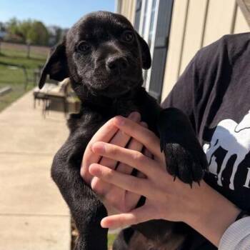 Mixed Breed Dogs Available for Adoption in Marshall, Virginia - Jean-Luc - 003588 | PetCurious