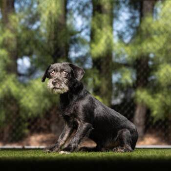 King Kong -  Terrier Dog for Adoption in Jupiter, Florida - King Kong | PetCurious