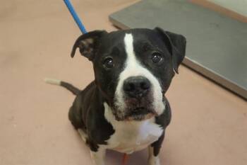 Mixed Breed Dogs Available for Adoption in Columbia, South Carolina - ROCKY | PetCurious