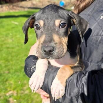 Boxer and Black Mouth Cur Dogs Available for Adoption - Bart  | PetCurious