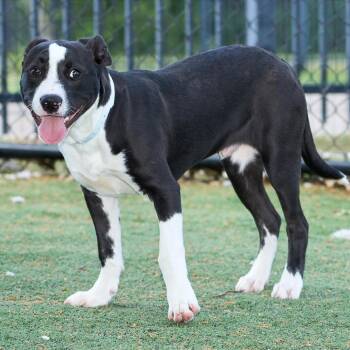 Mixed Breed Dogs Available for Adoption in Memphis, Tennessee - Chico Love | PetCurious