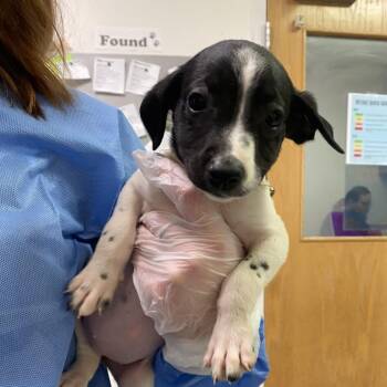 Beverly -  Mixed Breed Dog for Adoption in Charleston, West Virginia - Beverly | PetCurious