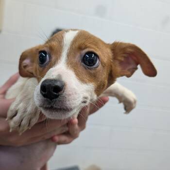 Enchilada -  Chihuahua and Rat Terrier Dog for Adoption in Ardmore, Oklahoma - Enchilada | PetCurious