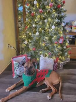 Rescue Boxer and Mixed Breed Dogs for Adoption in Biloxi, Mississippi - Colby | PetCurious