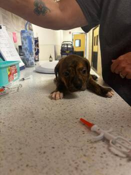 Debbie -  Pit Bull Terrier and Mixed Breed Dog for Adoption in Greenfield, Indiana - Debbie | PetCurious