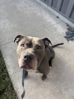 Solomon -  Pit Bull Terrier and Mixed Breed Dog for Adoption in Kansas City, Missouri - Solomon | PetCurious