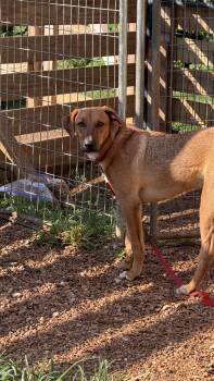 Zach -  Hound Dog for Adoption in Hendersonville, Tennessee - Zach | PetCurious