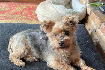 Rescue Yorkshire Terrier Dogs for Adoption in St. Cloud, Minnesota - Squidward | PetCurious