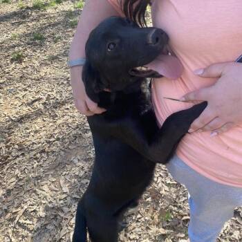 Australian Cattle Dog Blue Heeler and Black Labrador Retriever Dogs Available for Adoption in Greenville, South Carolina - Little Boy | PetCurious