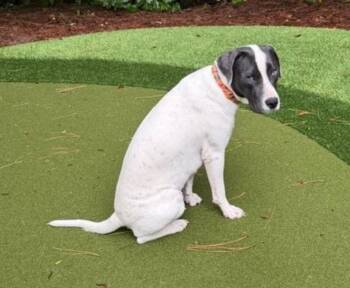 Bridie -  Pointer Dog for Adoption in Sedalia, Colorado - Bridie | PetCurious